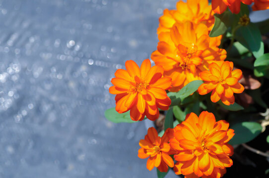 Zinnia or  Zinnia angustifolia,Zinnia angustifolia Kunth or  Asteraceae or orange flower