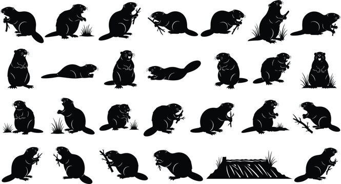 Beaver silhouette vector set, aquatic rodent collection, black animal icons, dam building sequence, wild castor shapes, isolated on white background.