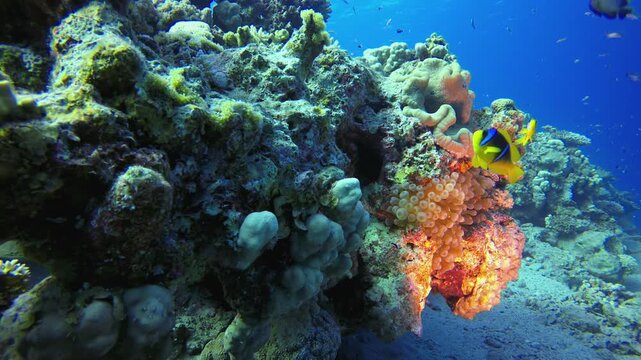 Underwater Sea Coral Reef Clownfish. Underwater colourful sea fish. Tropical reef marine. Corals tropical life. Coral garden seascape. Blue water background. 