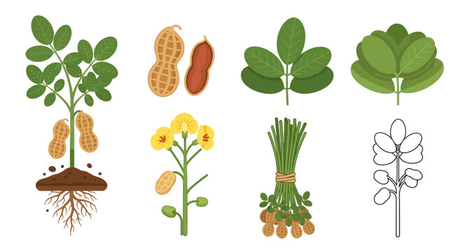 Comprehensive Peanut Plant Growth Vector Illustration Set with Roots, Green Leaves, Yellow Flowers, and Harvested Pods on a Clean White Background Graphic Art.