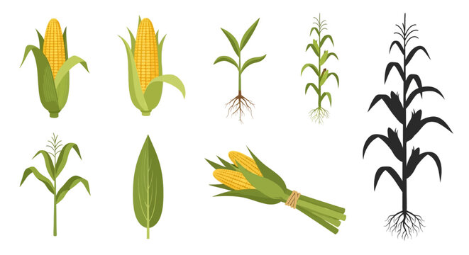 Comprehensive Vector Illustration Set of Corn Maize Growth Stages Including Cobs Leaves Sprouts Roots and Plant Silhouettes Isolated on a White Background Decor
