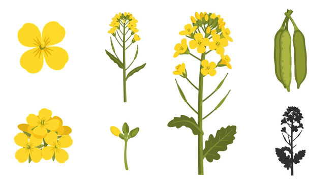 Detailed Canola Rapeseed Plant Illustration Set featuring yellow flowers, green stems, leaves, and seed pods on a white background for agricultural designs.
