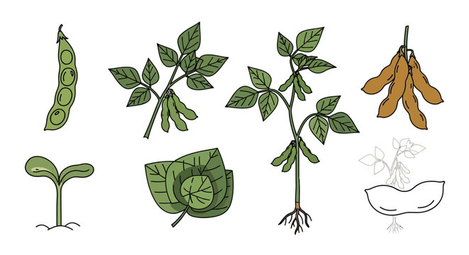 Detailed Hand Drawn Soybean Plant Growth Stages Collection Featuring Sprout Leaf Root Green and Brown Pods Plus Line Art Isolated on White Background Graphic.