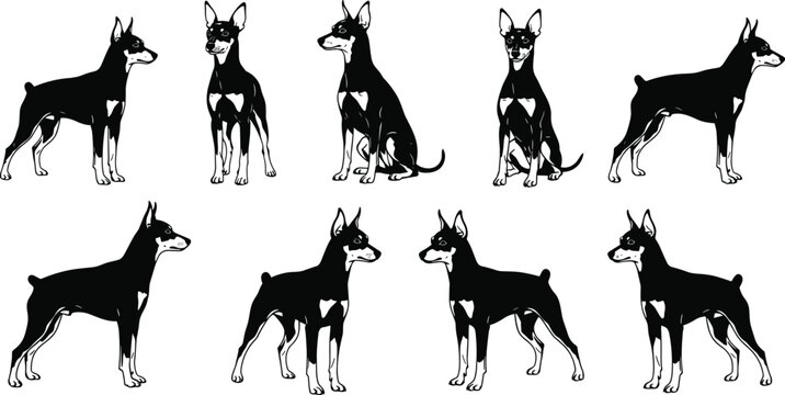 Doberman pinscher dog silhouette set cad drawing flat vector illustration featuring different poses of standing and sitting guard dogs isolated.