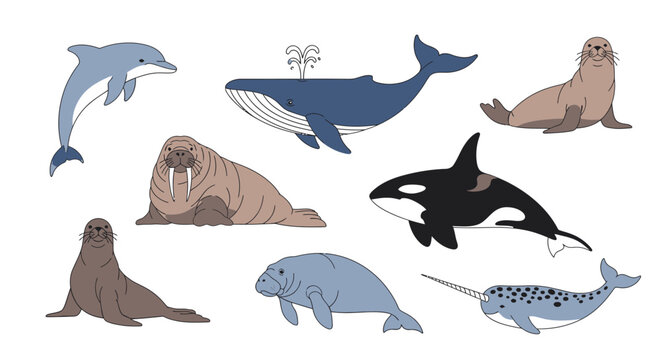 Vector illustration of cute cartoon marine mammals like blue whale, killer whale, dolphin, narwhal, manatee, walrus, and seals isolated on a white background.