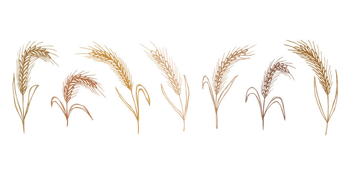 Set of hand drawn cereal wheat oat rye barley rice ears spikelet clipart Organic wheat bread agriculture farming harvest healthy food Single element for design print packaging label decor
