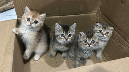 little kitten © Gonezpk