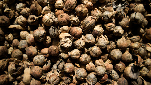 Cardamom (Amomum compactum or Elettaria cardamomum) is a strong-smelling spice from the ginger family (Zingiberaceae) which has high economic value.