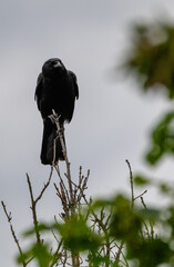 Fototapeta premium A close-up view of a raven gazing curiously from a tall tree, capturing the detail of its feathers and the serene backdrop of a cloudy day in nature.