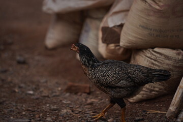 hen and rooster © BOONSOM