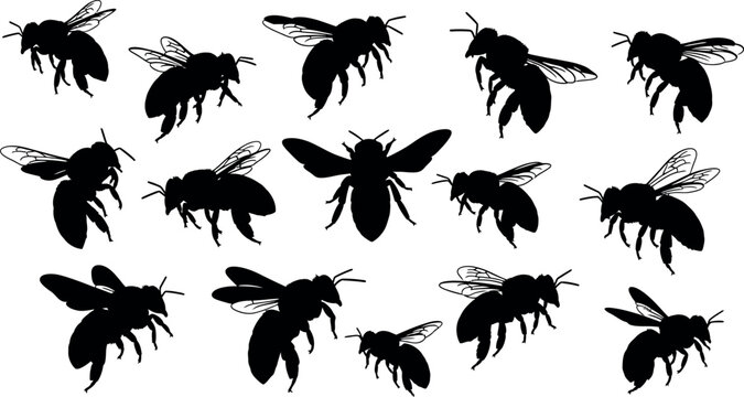 Collection of black fly silhouettes on white background