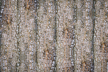 Obraz premium Tekstur kulit kayu pohon tua alami yang kasar dengan pola retakan vertikal dan detail serat kayu. Natural rough tree bark texture with vertical ridges, organic cracks, and detailed wooden surface.