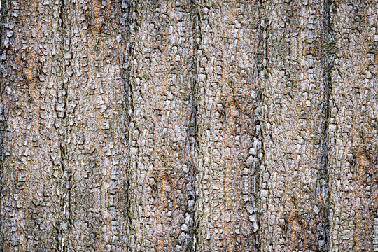 Tekstur kulit kayu pohon tua alami yang kasar dengan pola retakan vertikal dan detail serat kayu.
Natural rough tree bark texture with vertical ridges, organic cracks, and detailed wooden surface.