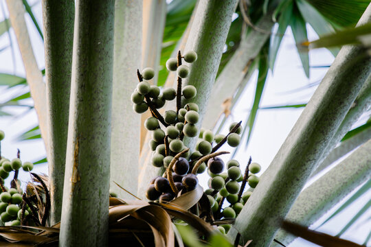 Detail buah pohon palem hijau yang tumbuh bergerombol di antara pelepah daun palem yang kokoh.
Close up of green palm tree fruits growing in clusters between sturdy palm leaf fronds.