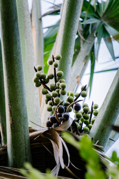 Detail buah pohon palem hijau yang tumbuh bergerombol di antara pelepah daun palem yang kokoh.
Close up of green palm tree fruits growing in clusters between sturdy palm leaf fronds.