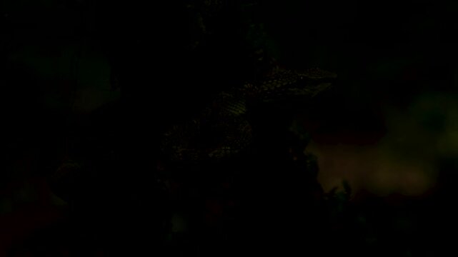 Malabar Pit Viper in the torch light seen at Goa, India