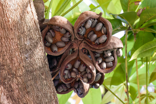 Fruit of the Java olive tree, also called the bastard poon tree; in Ayutthaya, Thailand. Green leaves in the background. 
