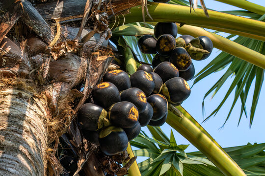 Fruit of the Asian palmyra palm (Borassus flabellifer), commonly known as toddy palm, wine palm, or ice apple.&nbsp;Growing northeast of Bangkok, Thailand.
