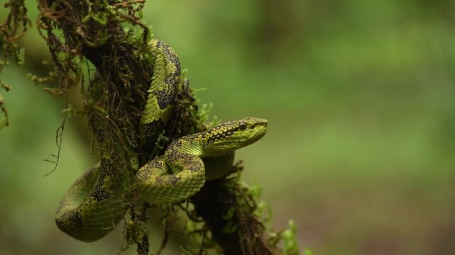 Malabar Pit Viper in the evergreen forest of Goa, India 
