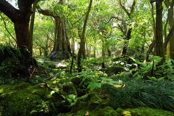 Fototapeta premium Beautiful spring moss and fern in the garden under big trees.
