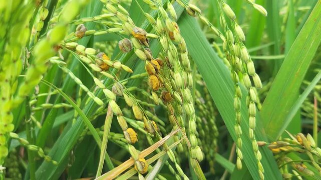 Close-up of rice panicles infected with False Smut (Ustilaginoidea virens), showing characteristic greenish-yellow to orange spore balls replacing grains