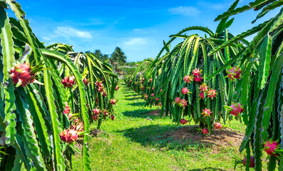 Vibrant dragon fruit plantation with rows cactus plants bearing ripe red dragon fruits.  © huythoai