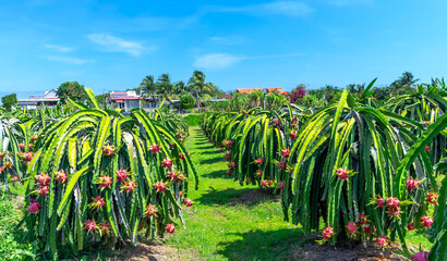 Vibrant dragon fruit plantation with rows cactus plants bearing ripe red dragon fruits.  © huythoai