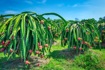 Vibrant dragon fruit plantation with rows cactus plants bearing ripe red dragon fruits.  © huythoai