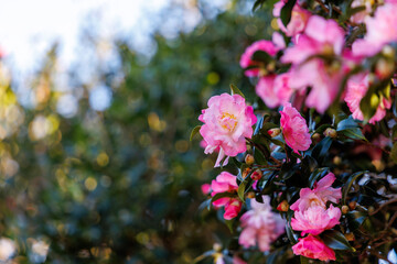 Fototapeta premium Beautiful Pink Camellia Flowers Blooming with Soft Sunny Bokeh Background
