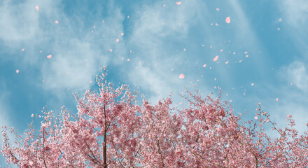 青空の桜並木と舞う花びら 春の門出をイメージする背景素材