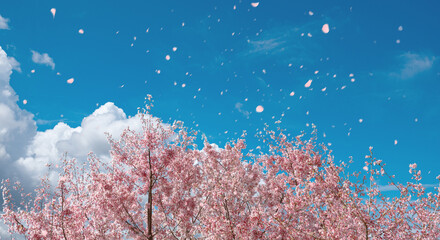 桜の花びらが舞う青空と満開の桜　入学卒業シーズンの春の背景 © tenpadasi