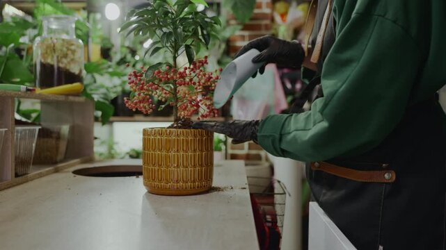 A plant store employee carefully positions a flowering plant with red berries into fresh potting mix, patting down the soil with care. 