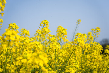 Golden rapeseed flower field under clear blue sky in close-up view