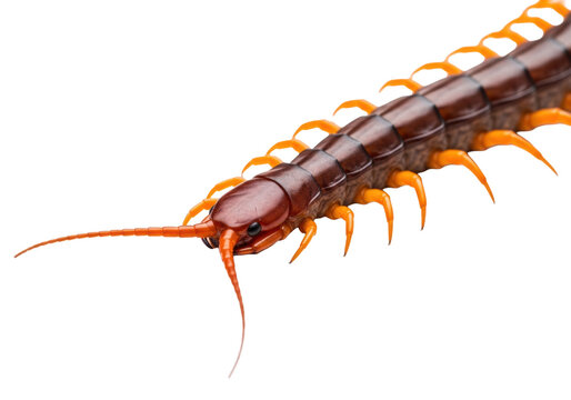 extreme macro detail of a mahogany brown scolopendra centipede with vibrant orange legs and antennae extended, captured dynamically on a transparent background, clinical biological specimen concept
