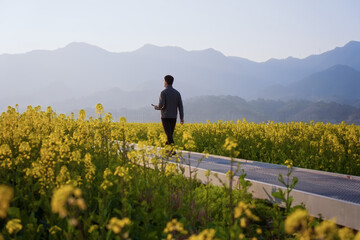 Naklejka premium A man walking along a pathway through rapeseed flower fields with distant mountains in the background