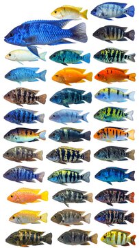 Assortment of vibrant cichlid fish of various sizes and colors, arranged on a stark white background