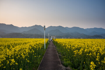 Rapeseed flower field with wooden walkway leading toward distant mountains at dusk