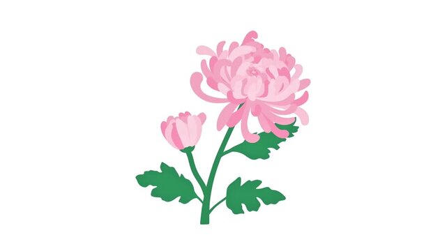 Animated Pink Chrysanthemum Flower with Green Leaves on White Background
