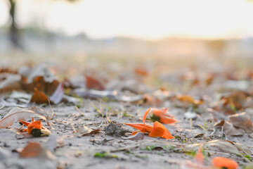Orange flowers fallen on the ground during a sunset.