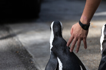 Fototapeta premium Cute and curious African Penguin 