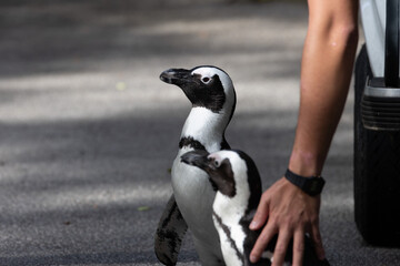 Fototapeta premium Cute and curious African Penguin 