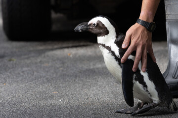 Fototapeta premium Cute and curious African Penguin 