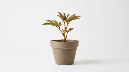 Fototapeta premium Young Peony Plant Sprout with New Growth in a Clay Pot Against a Clean White Background