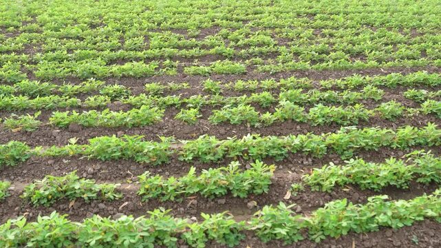 Green groundnut or peanut agriculture field	