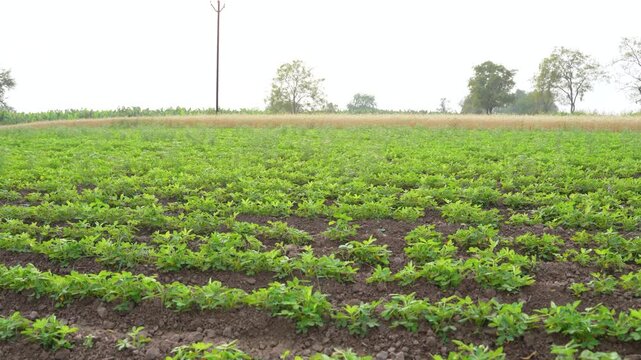 Green groundnut or peanut agriculture field	