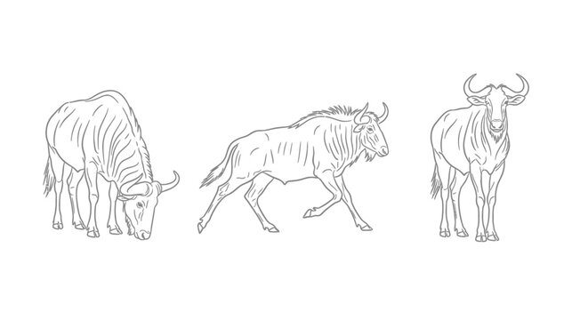 Line Art Drawing of Three Wildebeest in Different Poses