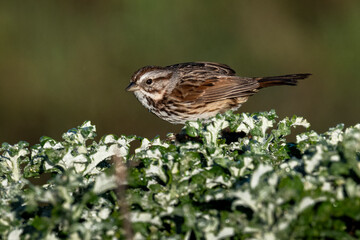Fototapeta premium Song sparrow perched on frosty leafy vegetation in natural habitat