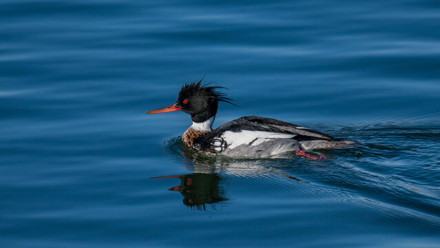 Red-breasted Merganser Swimming on Calm Blue Water Surface
