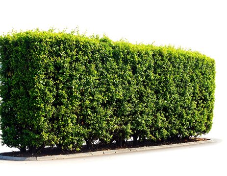 A well-manicured green hedge on a stone base