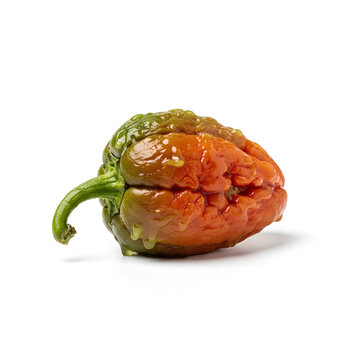 A single ripe Trinidad Scorpion pepper a very hot chili pepper isolated on a white background.